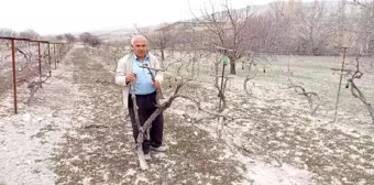 Aşı için çubukları zamansız kesilen 170 kök üzüm kurudu