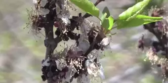 Malatya'da kayısı ağaçları zirai dondan etkilendi