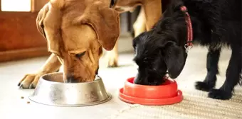 Vegan yemekler köpekler için 'daha sağlıklı' olabilir