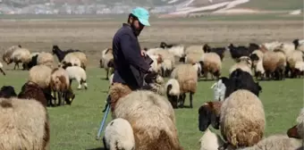 Aylık 7 bin liraya çoban bulamadılar, nöbet sistemine geçtiler