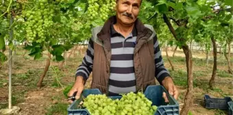 MERSİN'DE HASADI YAPILAN İLK ÜZÜM RUSYA VE KATAR'A GİTTİ