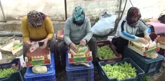 Mersin'den Dubai ve Rusya'ya üzüm... Silifke'de serada yetiştirilen üzümün kilosu 130 ile 150 liradan ihraç edildi