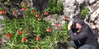 KAHRAMANMARAŞ - Ters laleler fotoğrafçıların rotası oldu