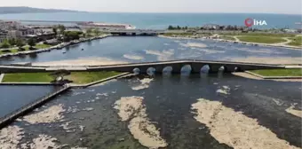 Büyükçekmece Dalyan'da yosun temizliği devam ediyor