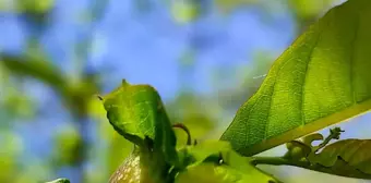 Gal arısına karşı terminatör böcekler doğaya bırakıldı