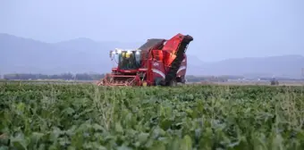 Sukkar Şeker'de bu sezon 80 bin ton üretim hedefleniyor