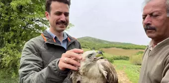 Kızıl şahin, 2 aylık tedavisinin ardından doğaya salındı