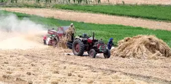 Mısır'da Yerel Buğday Üretimi Devam Ediyor