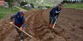 2 bin rakımlı yaylada patatesler toprakla buluştu