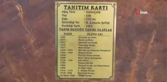 Bu karaçam 18 dünya olayına tanıklık etti