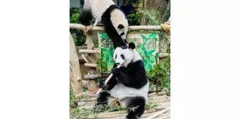 Malezya'da Dünyaya Gelen Dev Panda Yavrusuna Sheng Yi Adı Verildi