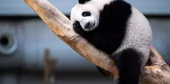 Malezya'daki Dev Panda Sheng Yi 1 Yaşını Kutladı