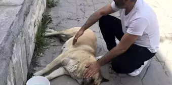 Sokak köpeği 'Kocakız' için vatandaşlar seferber oldu