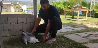 Hatay'da yaralı gümüş martıya vatandaş şefkati