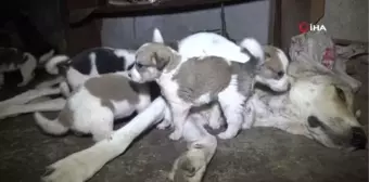 Evin merdiven boşluğuna sığınan sokak köpeği ve 11 yavrusuna ev sahibinden şefkat eli