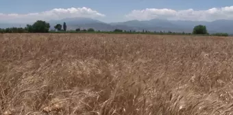 İzmir'de Karakılçık Buğdayı Eken Üreticinin Yüzü Güldü