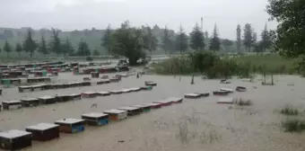 Yağmur nedeniyle derenin taşması sonucu 100 kovan arı telef oldu