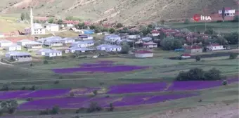 Yağışlar sonrası mor çiçeklerle bezenen tarlalar görenleri hayran bıraktı