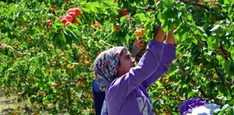 Erkenci kayısı çiftçinin yeni gelir kapısı oldu