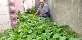 Karadenizli Müezzin cami bahçesini sebze tarlasına çevirdi