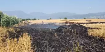 Buğday tarlalarında çıkan yangın söndürüldü