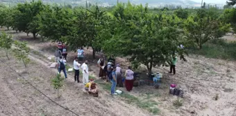 İstanbul'dan ekoturizm için geldikleri Bilecik'te dalından kiraz topladılar