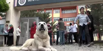 Kangal köpeği sınava giren sahibini okulun kapısında bekledi