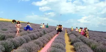 Tekirdağ Lavanta Tarla Günleri'nde defile düzenlendi