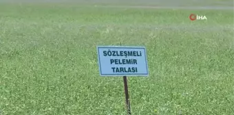 Anadolu'nun yenilenebilir bitkisel enerji kaynağı 'Pelemir'