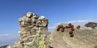 Koloniler halinde yaşıyorlar! Maceracılar bulutların üstündeki tepeye sırf onlar için tırmanıyor