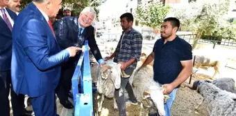 İzmir Büyükşehir Belediyesi'nin Küçükbaş Üreticisine Desteği Sürüyor