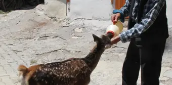 Çobanların bulduğu yaralı geyik yavrusu tedavi edildi