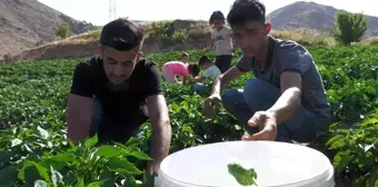 Meşhur Keban biberinde hasat başladı