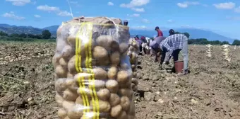 Patates hasadı başladı! Tarladaki satış fiyatını duyanlar 'Vatandaşın vay haline' diyor