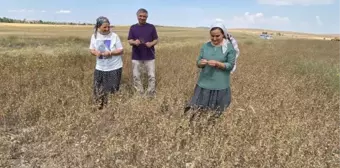 Eskişehir gündem haberi | Eskişehir'de yağlı tohum bitkisi pelemir hasadı yapıldı