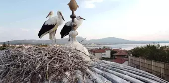 Tarihi bedesten üzerine yuva yapan leylekler ilgi odağı haline geldi