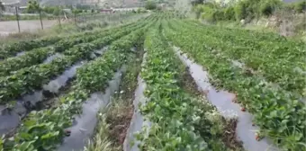 Daha önce tütün ekilen araziler çilek tarlasına dönüştü