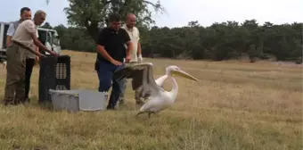 YARALI PELİKAN VE ŞAHİN, TEDAVİ SONRASI DOĞAYA SALINDI