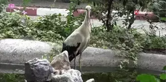 Yuvasından düşen yavru yavru leylek korumaya alındı