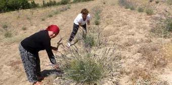 Antalya haberleri | Antalya'da çorak topraklar lavanta ile mora büründü