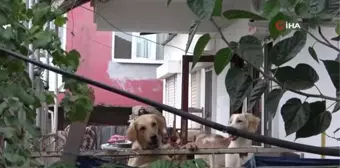 Antalya haber! Antalya'da bir evde 16 köpek beslendiği ihbarı hayvanseverleri çileden çıkardı