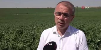 Son dakika haber... Hububat hasadı biten Diyarbakır'da, İl Tarım ve Orman Müdüründen 'anız yangını' uyarısı