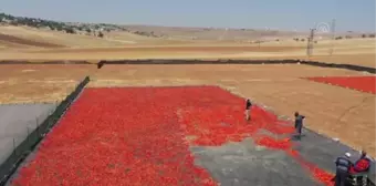 Şanlıurfa haberi | ŞANLIURFA - Tescilli isotu tezgahlarda yerini almaya başladı