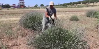 Isparta haber | Isparta ve Burdur'un mor bahçelerinde hasat telaşı (1)