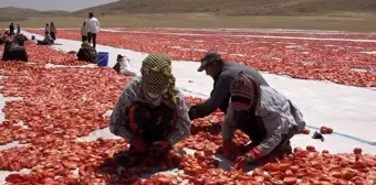 Mevsimlik işçi öğrencilerin büyük başarısı... Biri hukuk fakültesini kazandı biri Türkiye ikincisi oldu