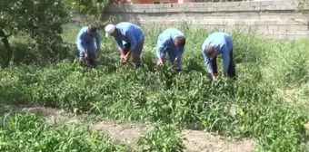 Öğretmen ve öğrenciler yetiştirdikleri ürünleri ihtiyaç sahiplerine dağıtıyor