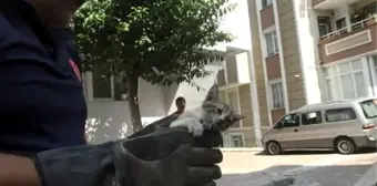 AVCILAR'DA HATALI PARKLARA TAKILAN İTFAİYEDEN KEDİ KURTARMA OPERASYONU