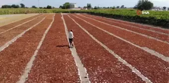 Çiftçinin alın terini sahiplendirilmiş köpekler koruyacak