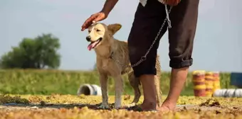 Geçmişte tüfekle korunan üzüm bağları eğitimli köpeklere emanet