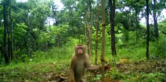 Kamboçya'nın Mondulkiri Eyaletindeki Vahşi Hayvanlar Fotokapana Yakalandı